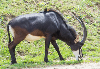 Close up portrait of male Sable antelope Hippotragus niger grazing on green grass. Sable antelope inhabits wooded savannah in East Africa south of Kenya, and in Southern Africa, and Angola.