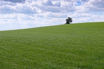 Single tree on the top of the hill ridge.