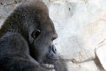 Closeup of a pensive gorilla male