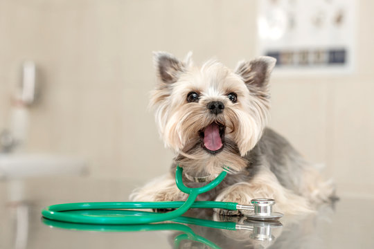 A cute dog breed Yorkshire Terrier is lying on the table with a stethoscope in a veterinary clinic..Inspection in a veterinary clinic. Happy dog vet. Dog grimaces and shows tongue close-up