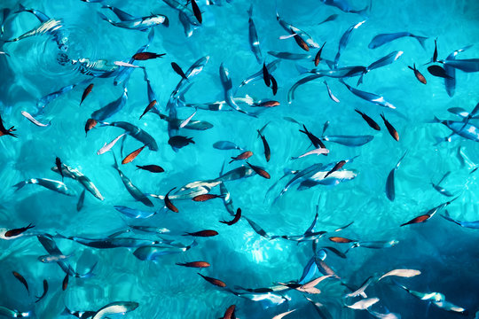 Fishes under water as a background. Turquoise water with school of fish. Sea animals. Fish school - image