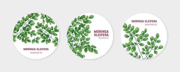 Fototapeta na wymiar Collection of round labels with Miracle Tree or Moringa oleifera. Set of circular tags with medicinal plant used in herbalism. Natural vector illustration in elegant realistic style for essential oil.