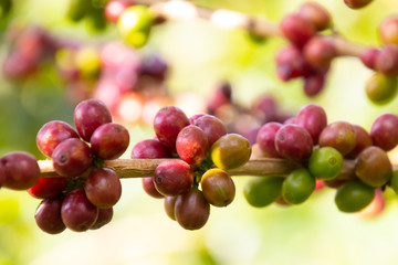 Coffee bean in coffee tree plantation.Fresh green berry of coffee in organic farm. ( selective focus )