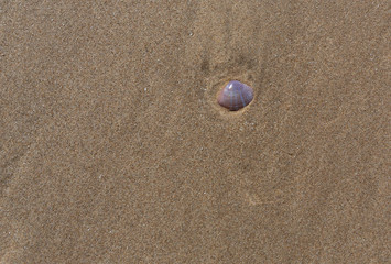 Pretty Rayed Trough sea shell