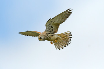 Rötelfalke (Falco naumanni) - Lesser kestrel