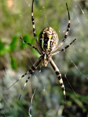 Spinne