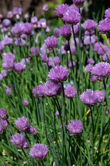 Beautiful purple chive flowers