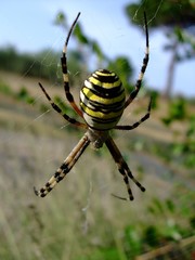 Spinne