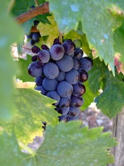 Weintraube