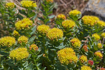 Blühende Wolfsmilchpflanze