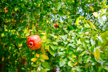 View on the treetop of green unripe pomegranate at plantation.