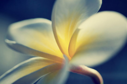 Frangipani Plumeria Blume