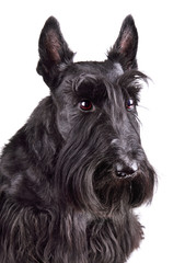 Portrait of black scotch terrier