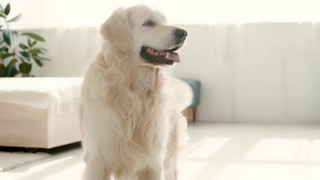 slow-motion of cute labrador showing tongue and waving tail while standing in bedroom 