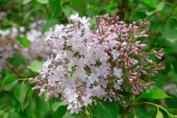 Lilac flower