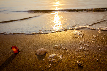 Foamy waves are splashing two seashells on the sandy beach.