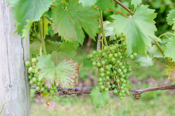 grapes with green leaves on the vine. fresh fruits - Image