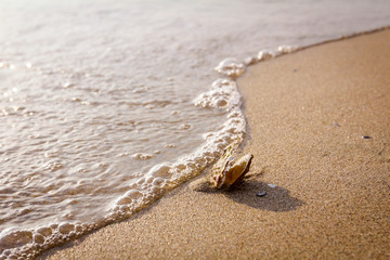Foamy waves are splashing one oyster seashell on the sandy beach.