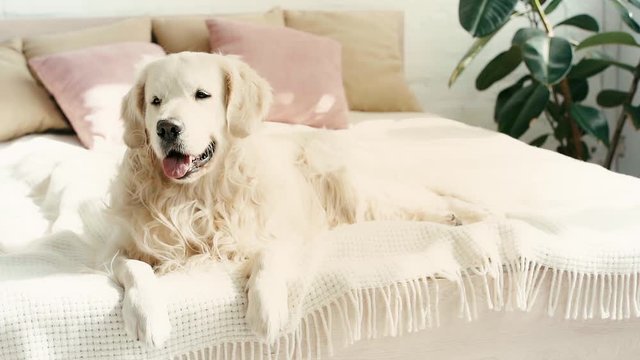 slow-motion of cute purebred labrador lying on bed and showing tongue while breathing in bedroom 