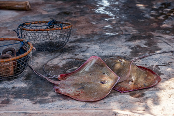 Iran, Bandar Abbas, Hormozgan Province, stingray is lying on the floor in the fish market, also...