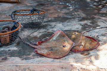 Iran, Bandar Abbas, Hormozgan Province, stingray is lying on the floor in the fish market, also...