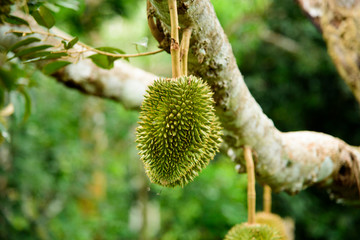 durian fruit in thailand