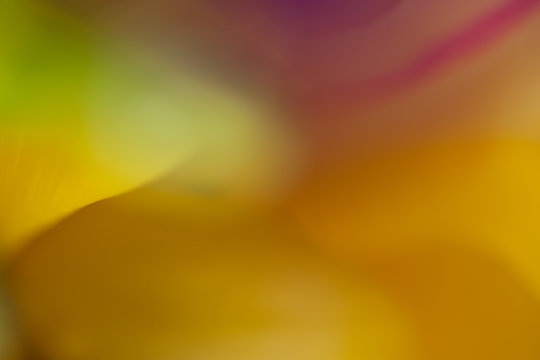 Makroaufnahme Blumenbl&uuml;te