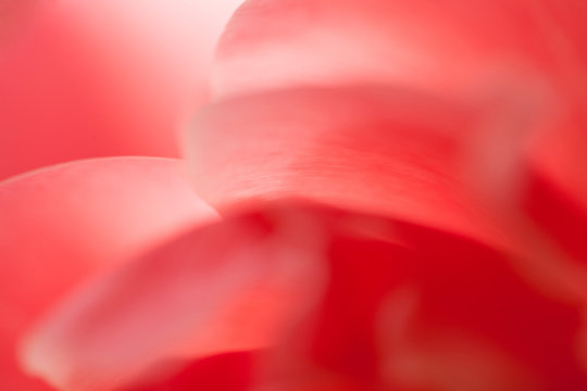 Makroaufnahme Blumenbl&uuml;te