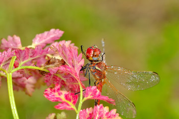 Macro shots, Beautiful nature scene dragonfly