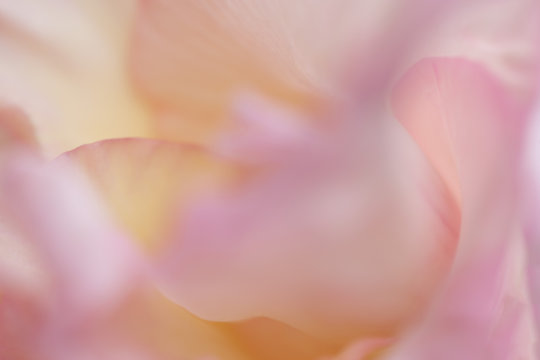 Blume abstrakt makro rosa