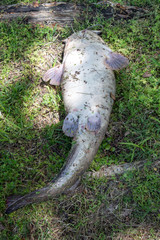 The white and silvery belly of a catfish laying on the ground after being caught in an Oklahoma lake. It sill soon be in the family freezer.