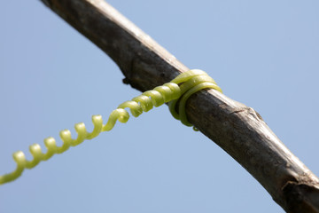 Seedling vine like a mechanical spring