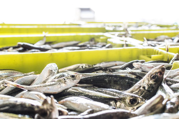 Trachurus trachurus,chicharro o jurel en la venta del puerto