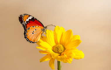 lCloseup   beautiful butterfly sitting on flower.