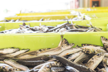 Trachurus trachurus,chicharro o jurel en la venta del puerto