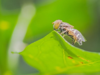Close up Eristalinus resting on green leaf, a genus of hoverfly, other names Spotted-eye Syrphid Fly, Spotted-eye Hoverfly.