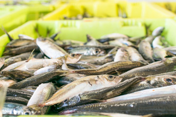 Trachurus trachurus,chicharro o jurel en la venta del puerto