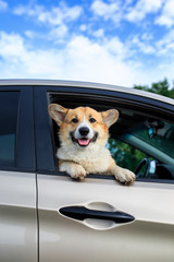 charming puppy dog red Corgi pretty sticks out his face with pink tongue and paws from the car...