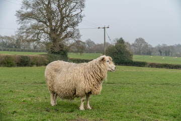Obraz premium Lone Sheep On A British Farm