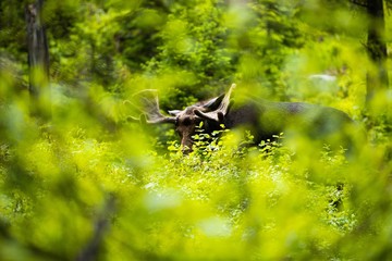 moose in brush