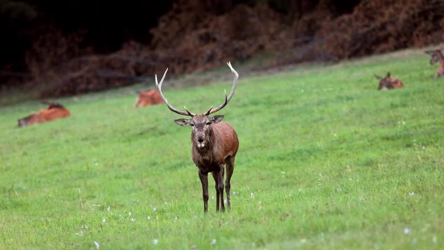 Red deer in rutting season. Deer stag roaring, bellow majestic powerful animal outside wood, big animal in forest habitat. Wildlife scene, nature. Autumn animal behaviour.