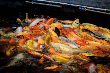 colorful koi carps surfaces in a feeding frenzy