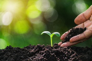 Closeup hand of person holding abundance soil with young plant in hand   for agriculture or planting peach nature concept.
