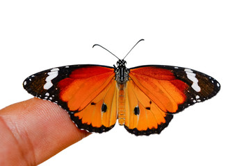 Fototapeta na wymiar Stock Image butterfly at your fingertips 