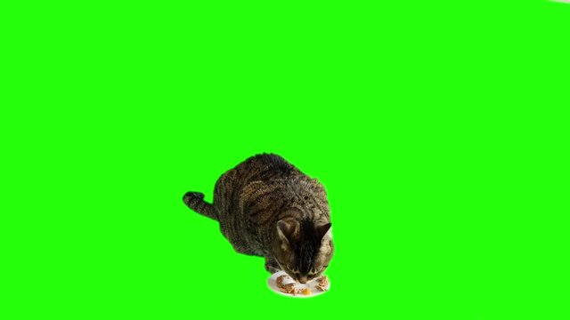 Stray Cat Eating On Green Screen Background