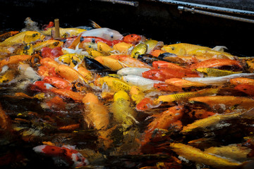 colorful koi carps surfaces in a feeding frenzy