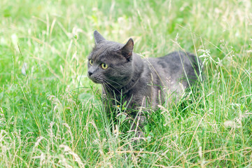 Naklejka na ściany i meble Portrait of a gray cat in the grass