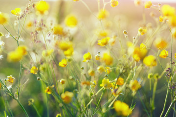 summer field of beautiful yellow wildflowers, sunny morning scene