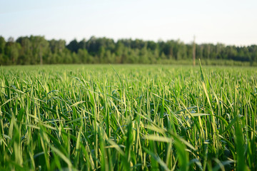 green wheat field