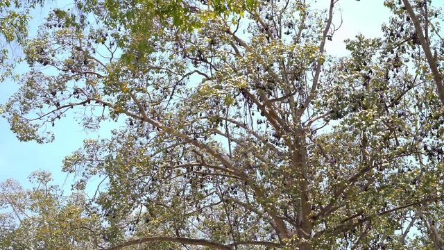 Zoom Shot to Giant Fruit Bats Hanging from the Trees